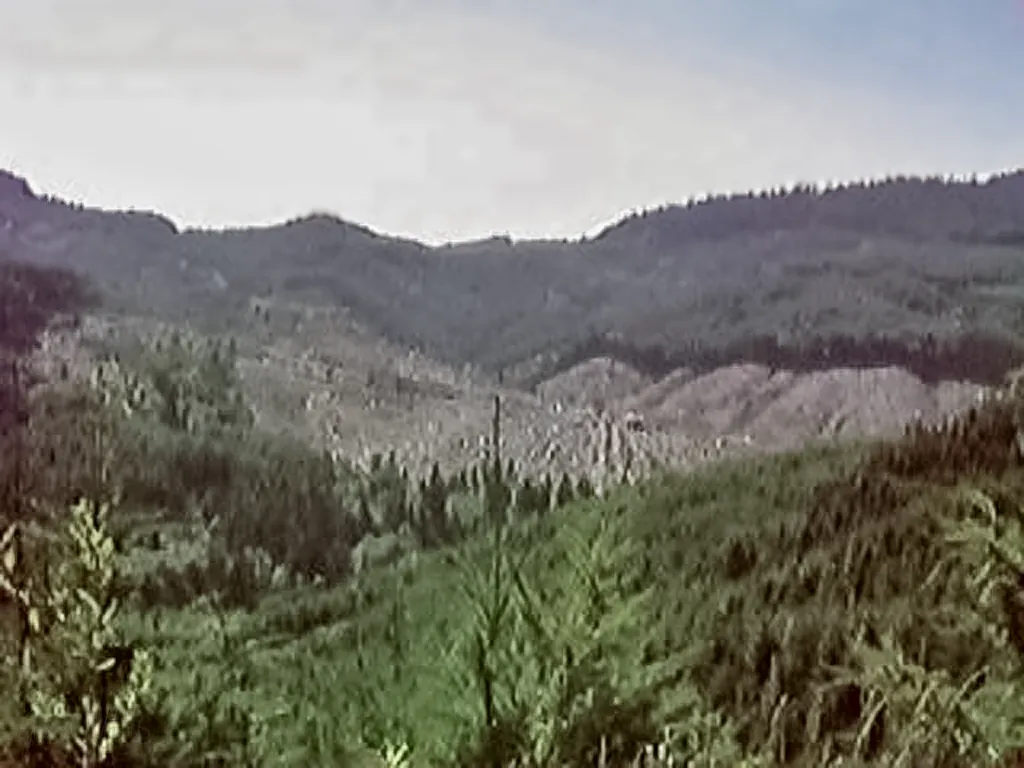 Trees