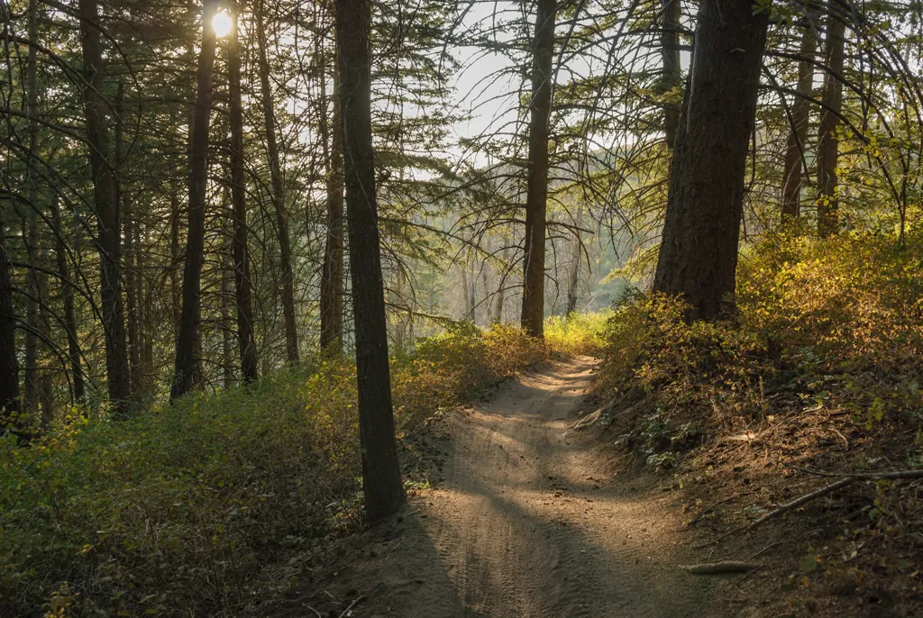 Enchanted Forest