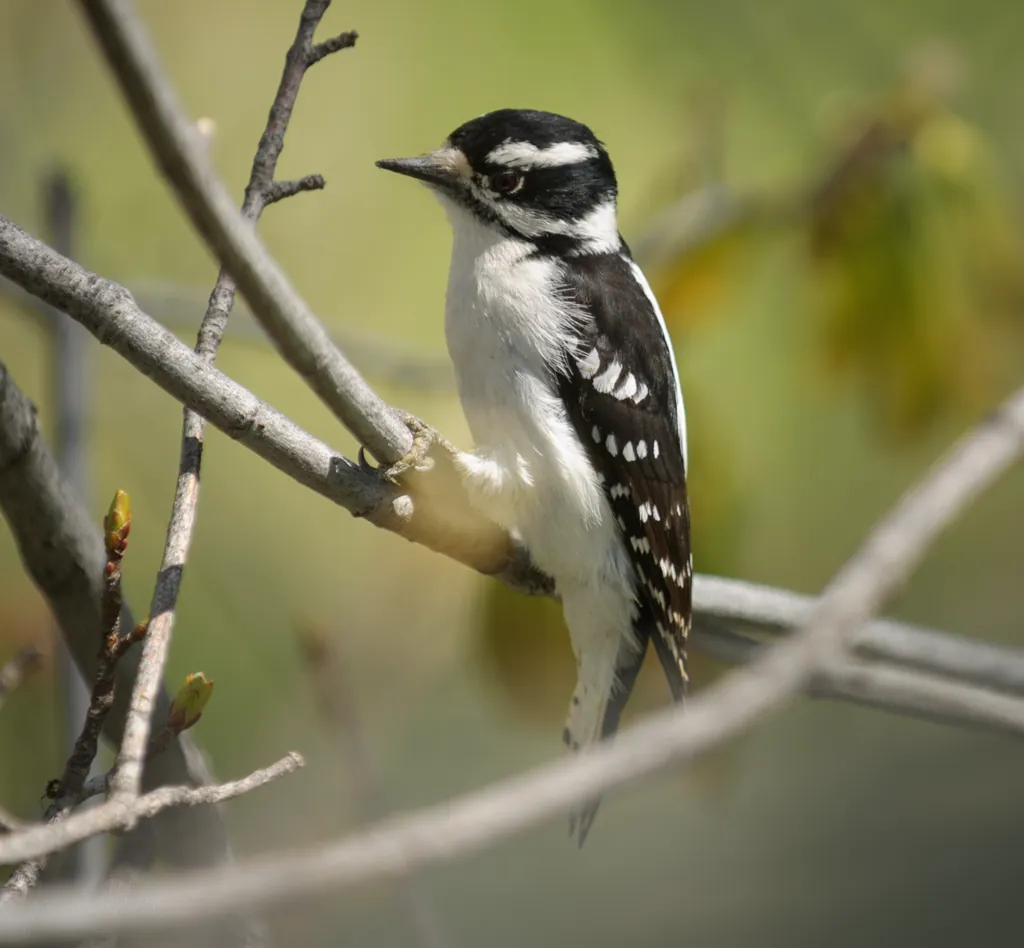 Little lady woodpecker