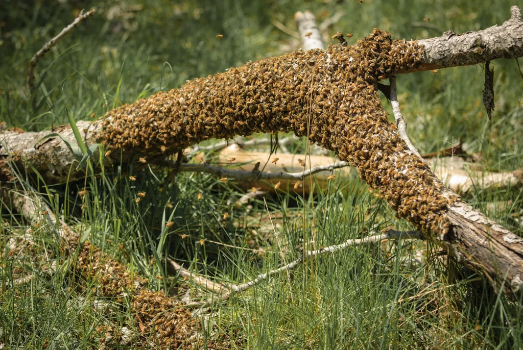Bee nice