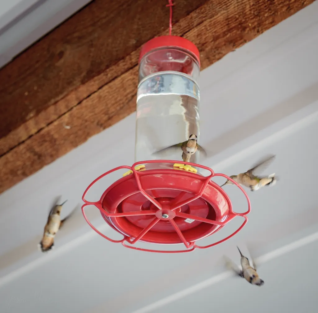 Y-Stop hummingbirds