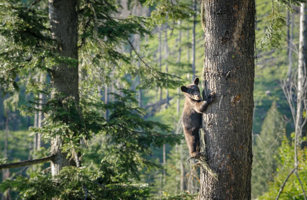 Bears!