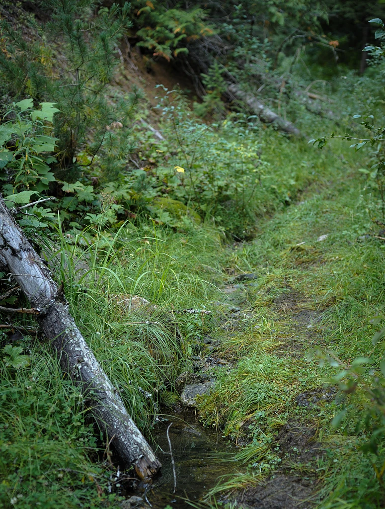 Not much trail
