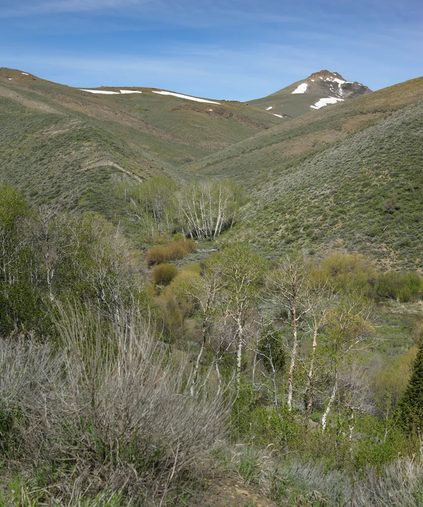 High mountain meadow