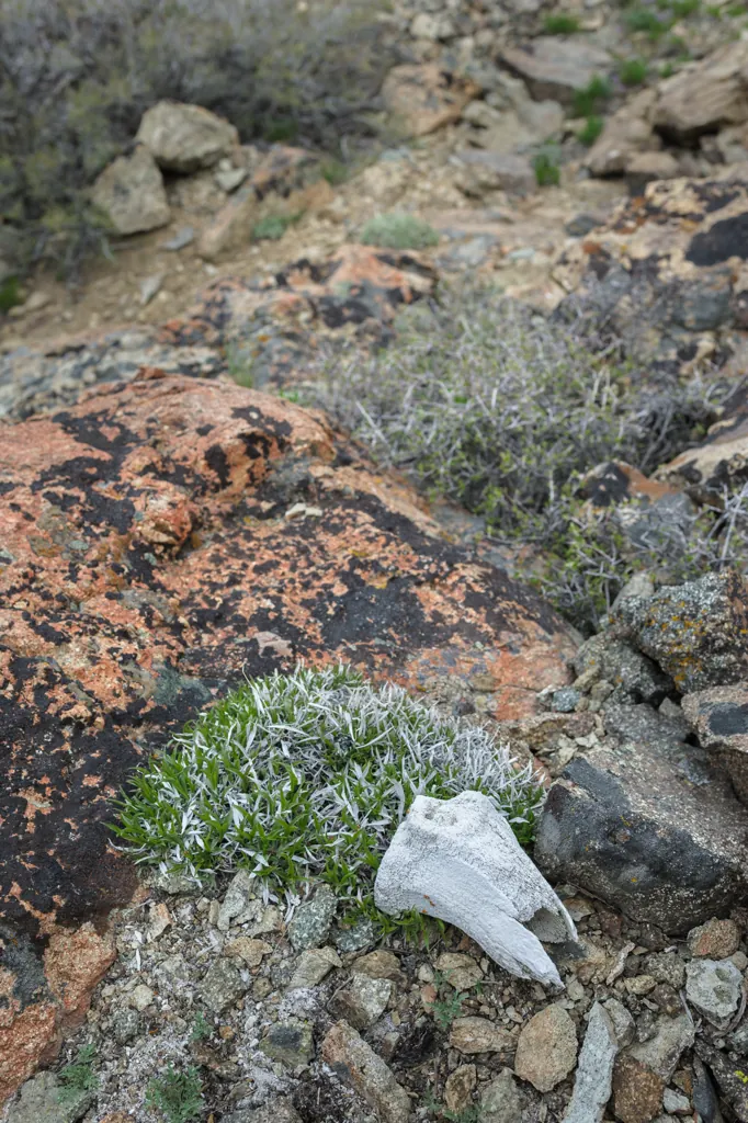 Styrofoam