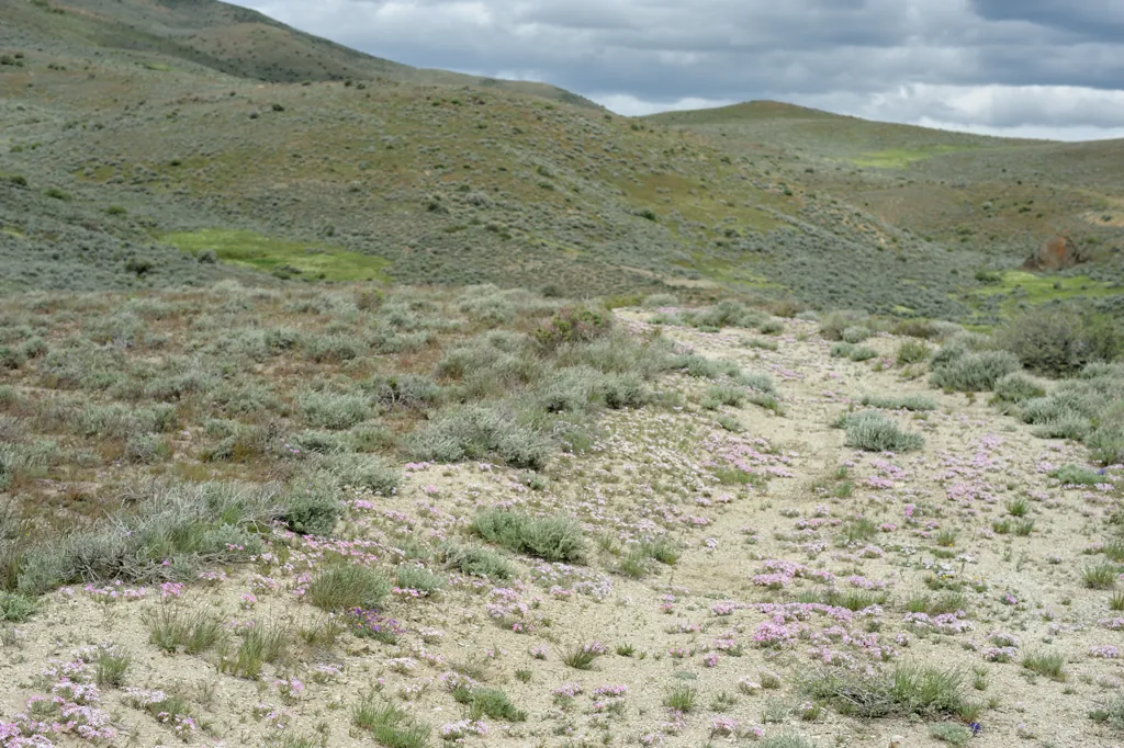 Bed of flowers