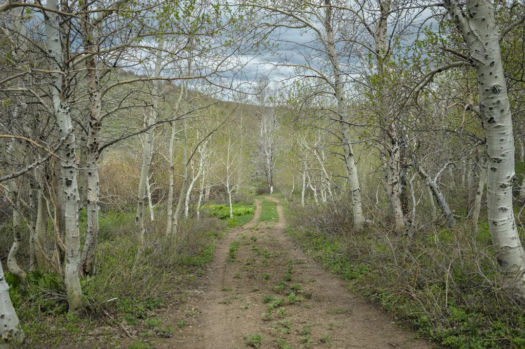 Between aspens