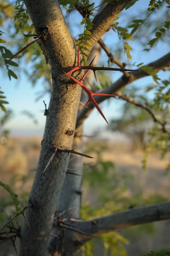Locust tree