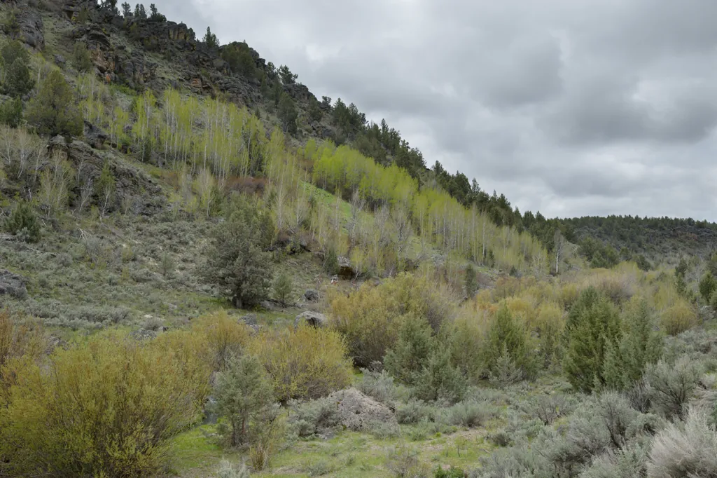 Along Stoneman Creek
