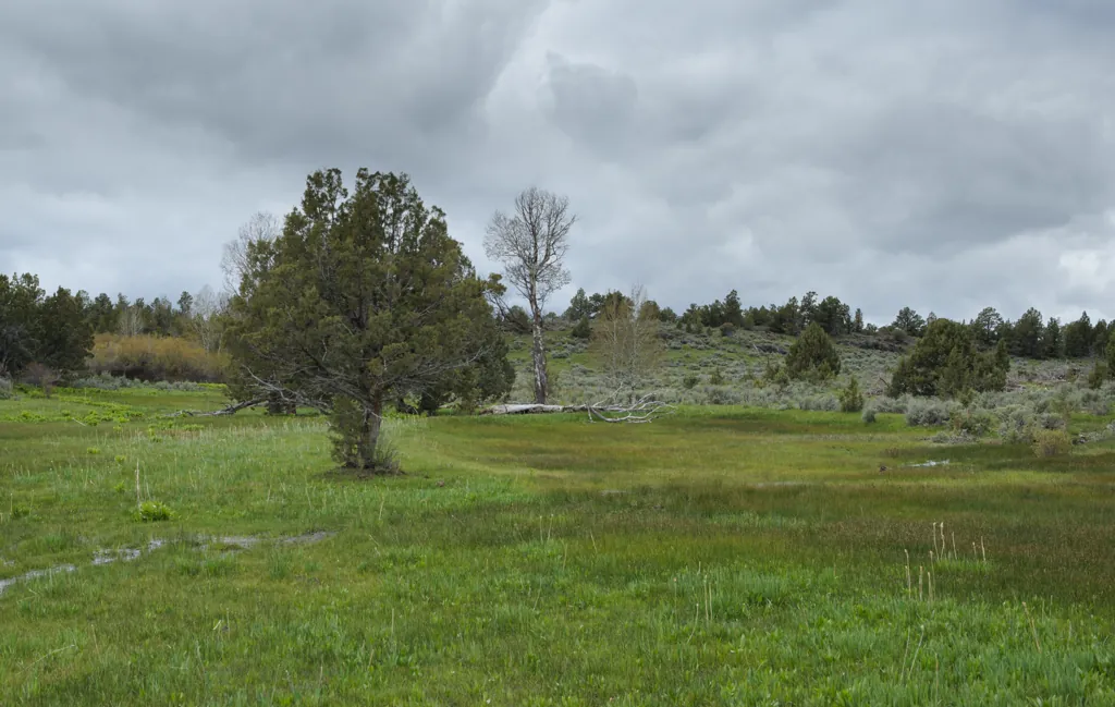High meadow