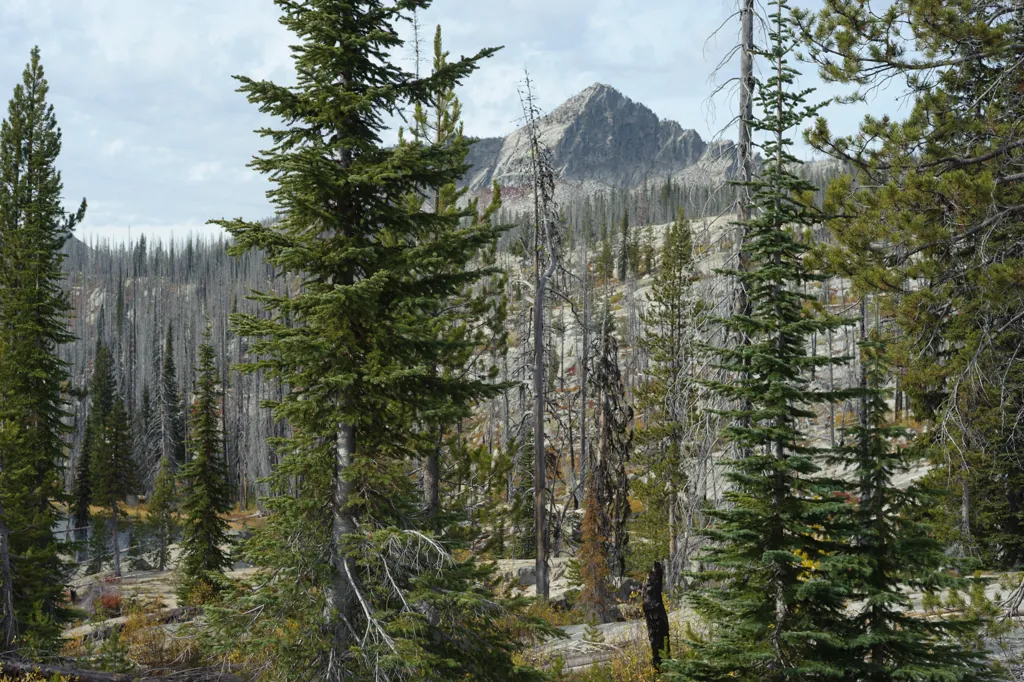 Mountain peak between pines