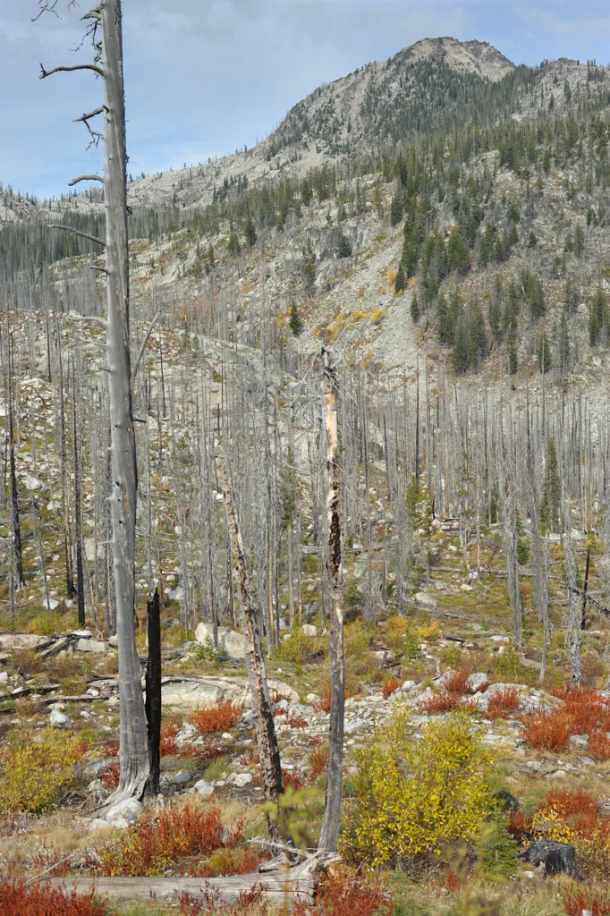 Fiery shrubs among snags