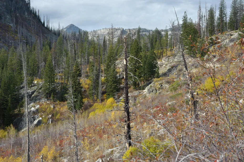 Looking back through the brush