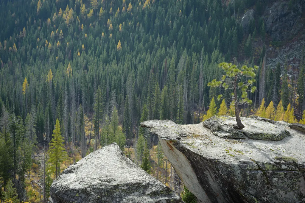 Lone little tree