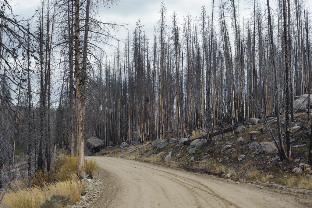 Stand of burned trees