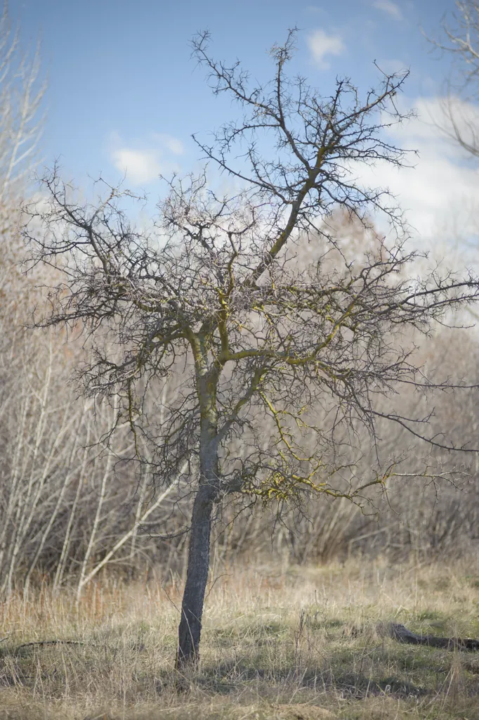 Mandelbrot's tree