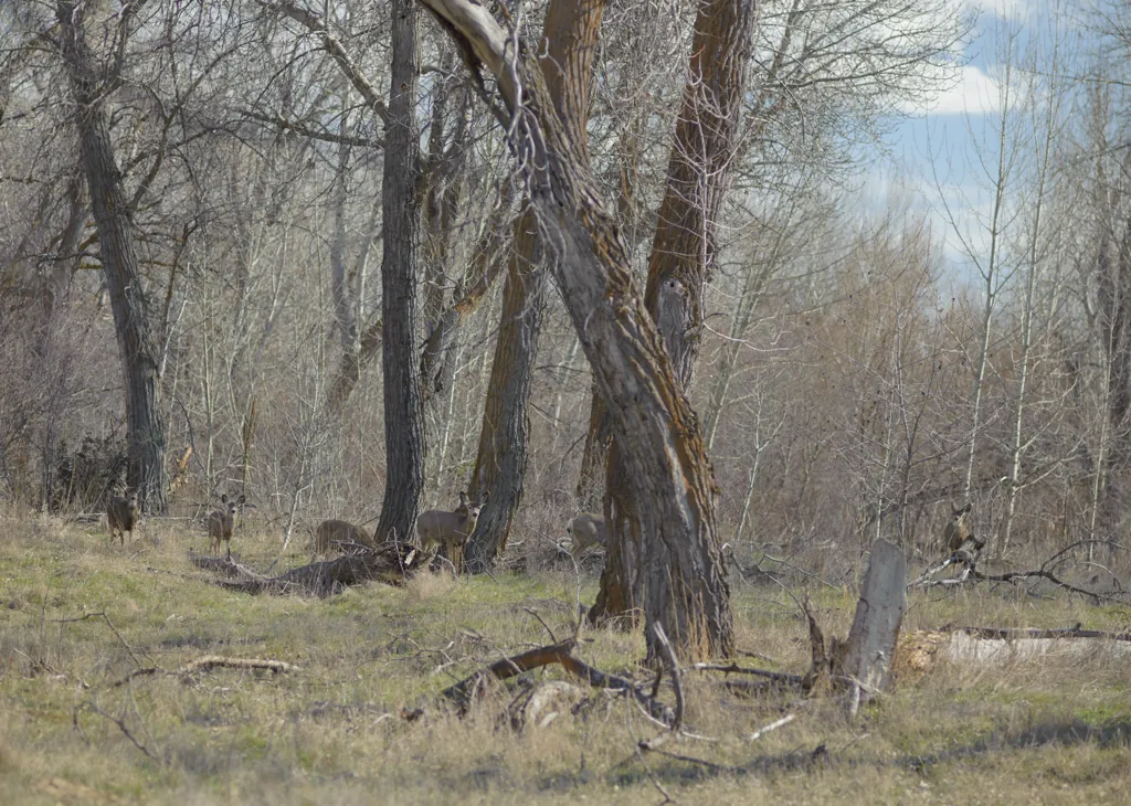 Seven deer