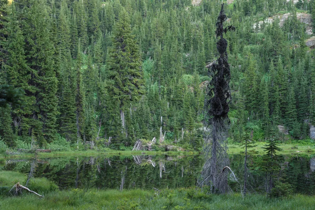 Marsh above Elsie Lake