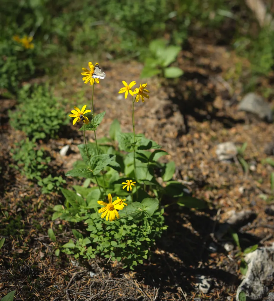 Bees and butterflies
