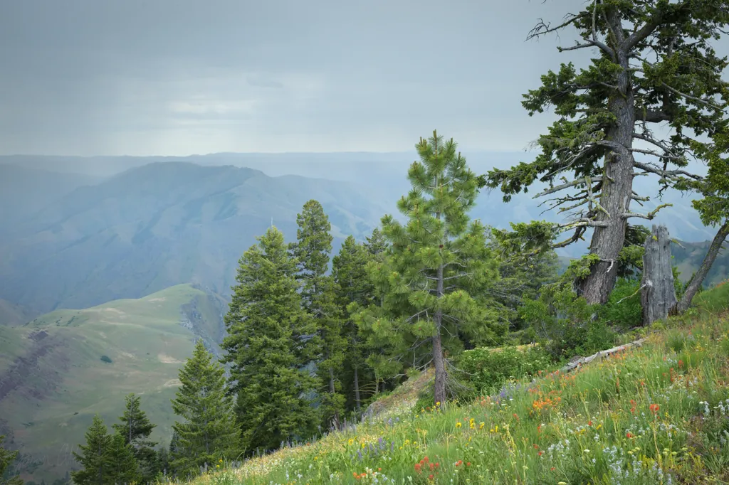 Wildflowers