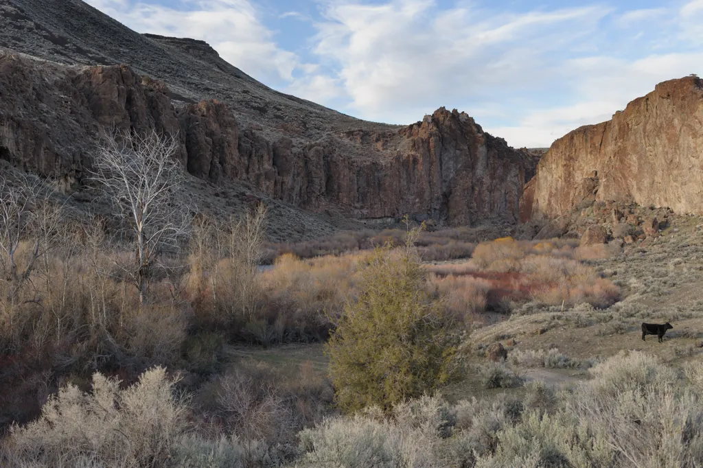 Riparian rhyolite