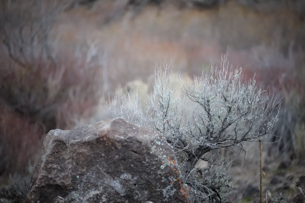 Rocks in the desert