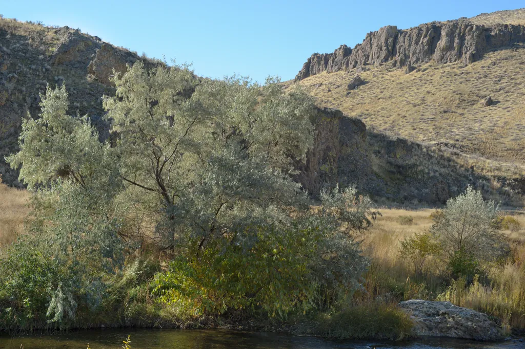 Sage shade