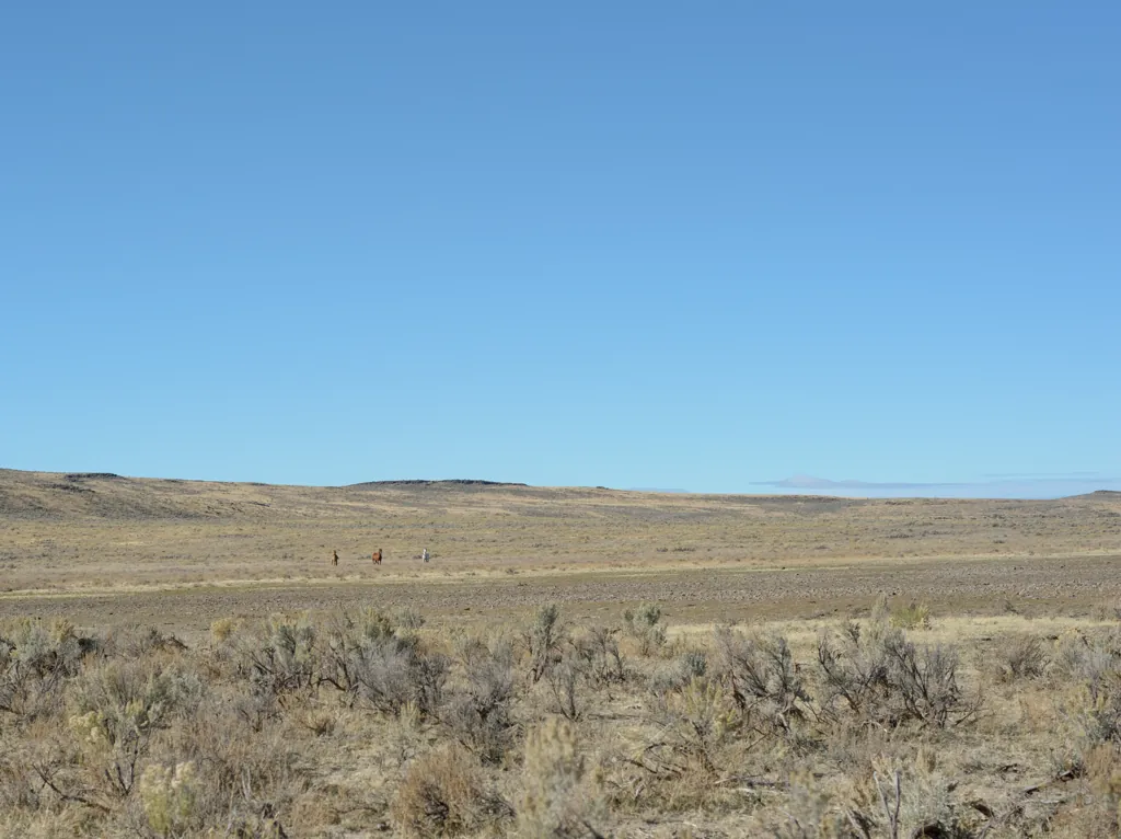 Spot the wild horses