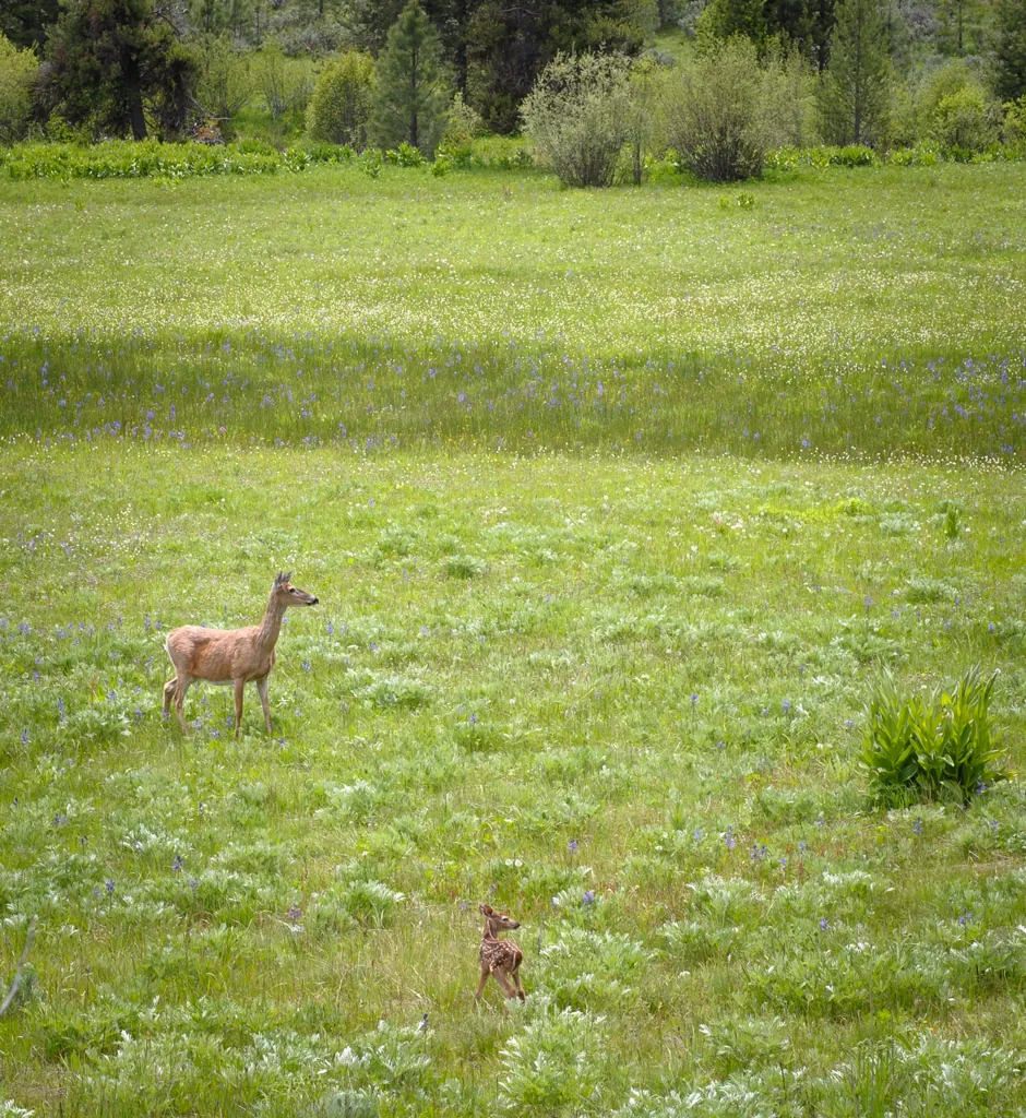 Fawn