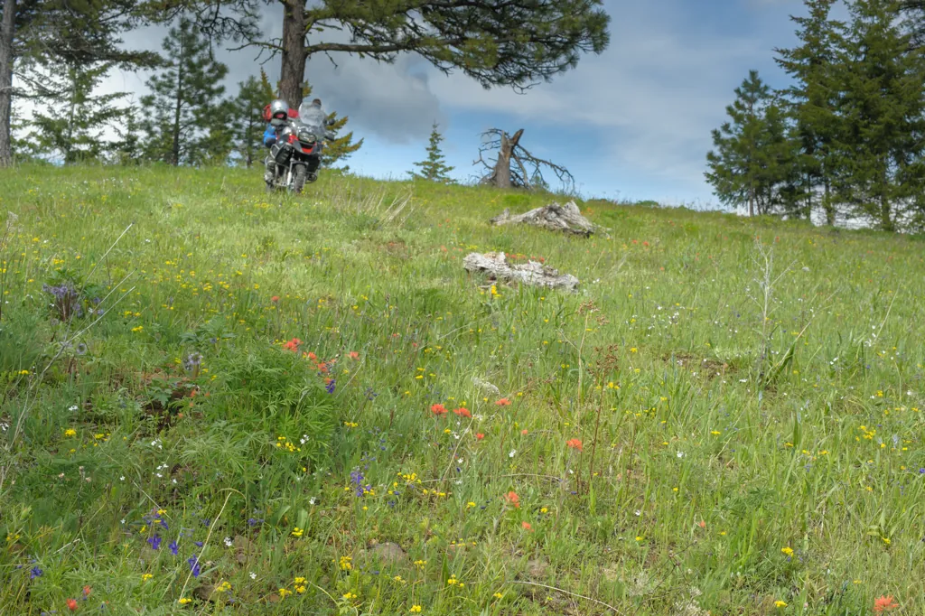 Hill of flowers