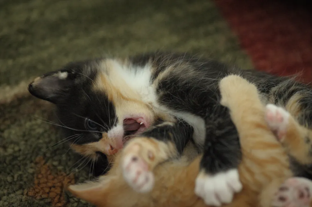 Mom’s new kittens
