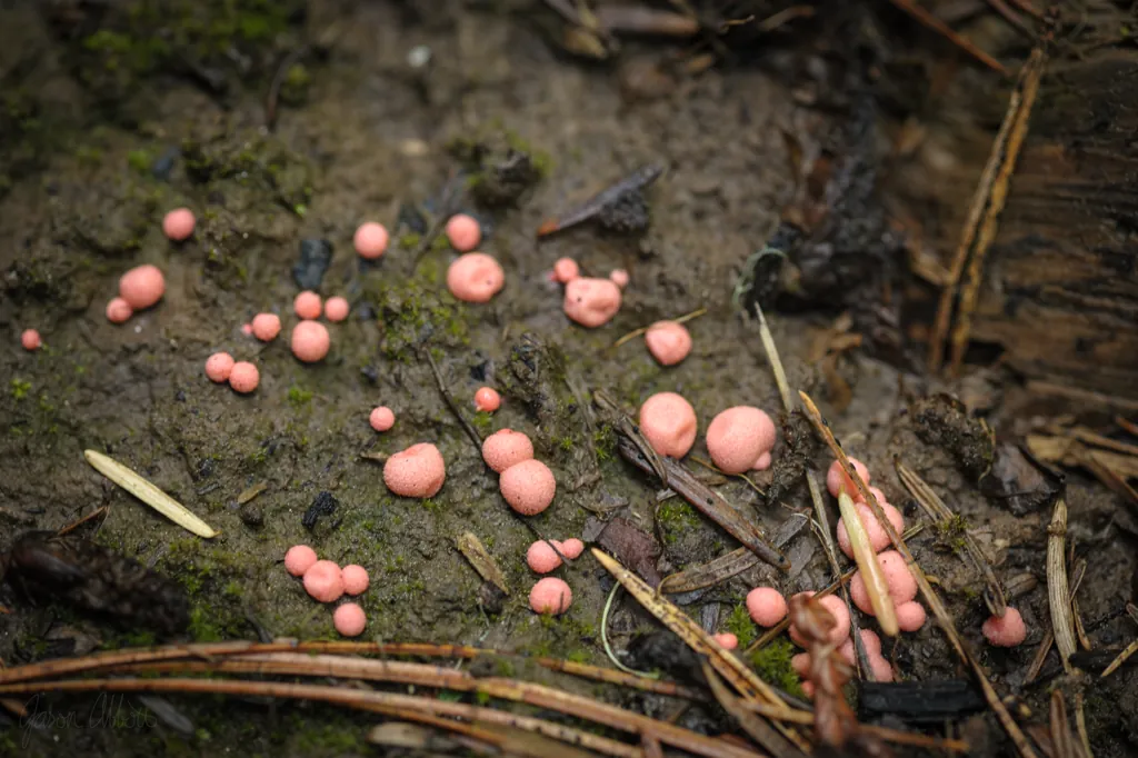 Pink mold