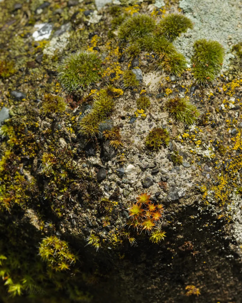 Moss on concrete