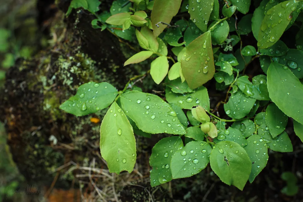 Drops of green