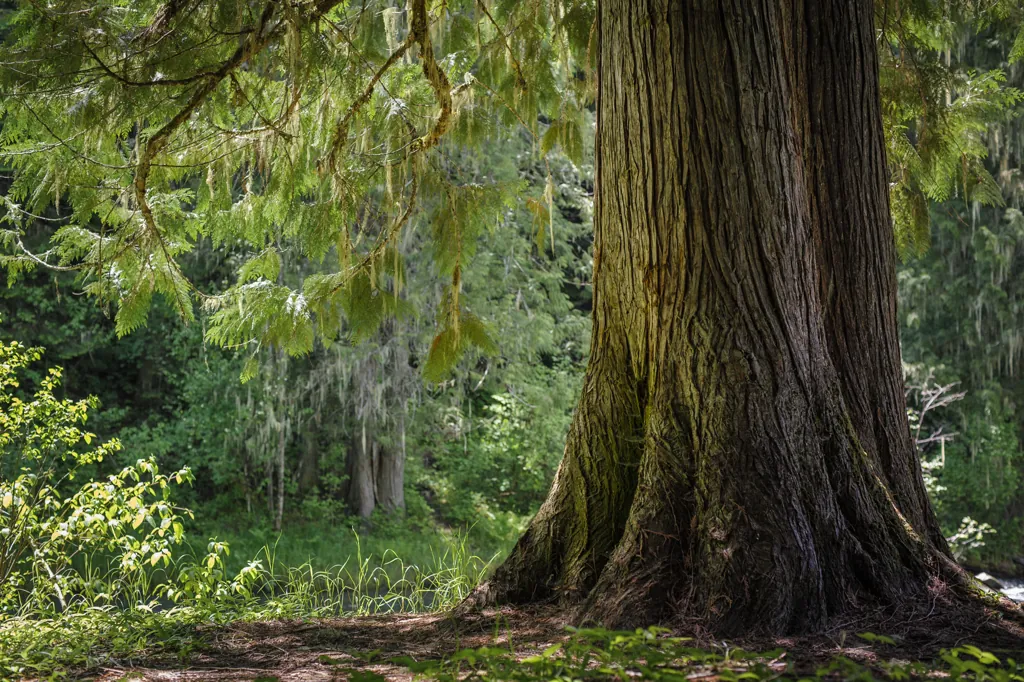 Cedar trunk