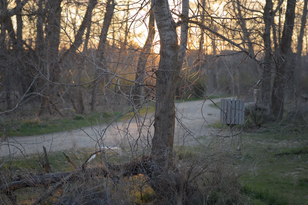 Cottonwood sunset