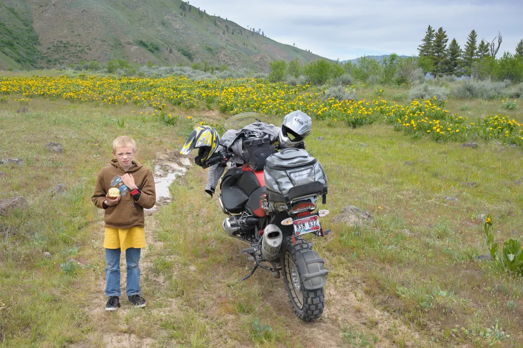 Balsamroot