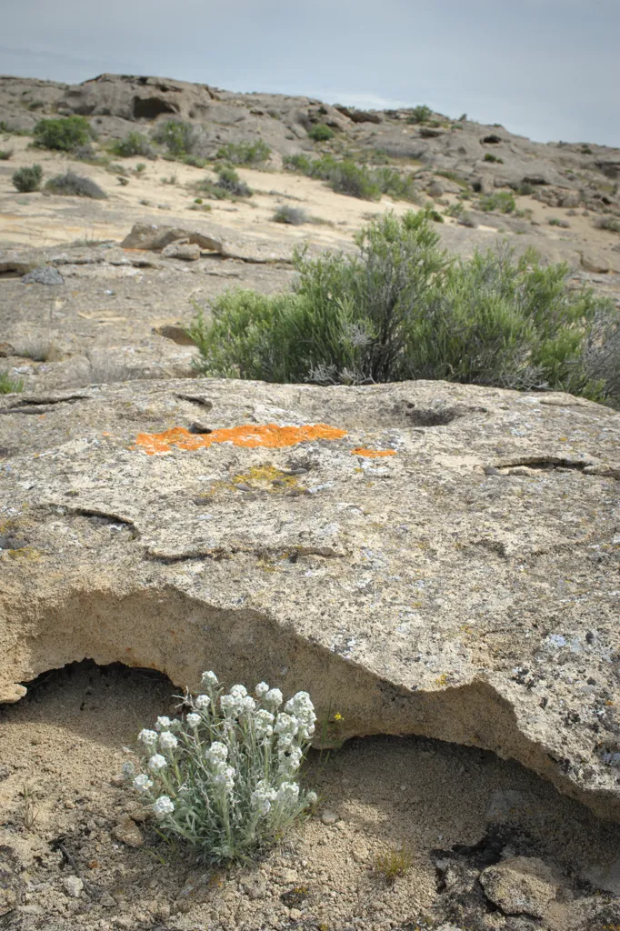 Fertile ground