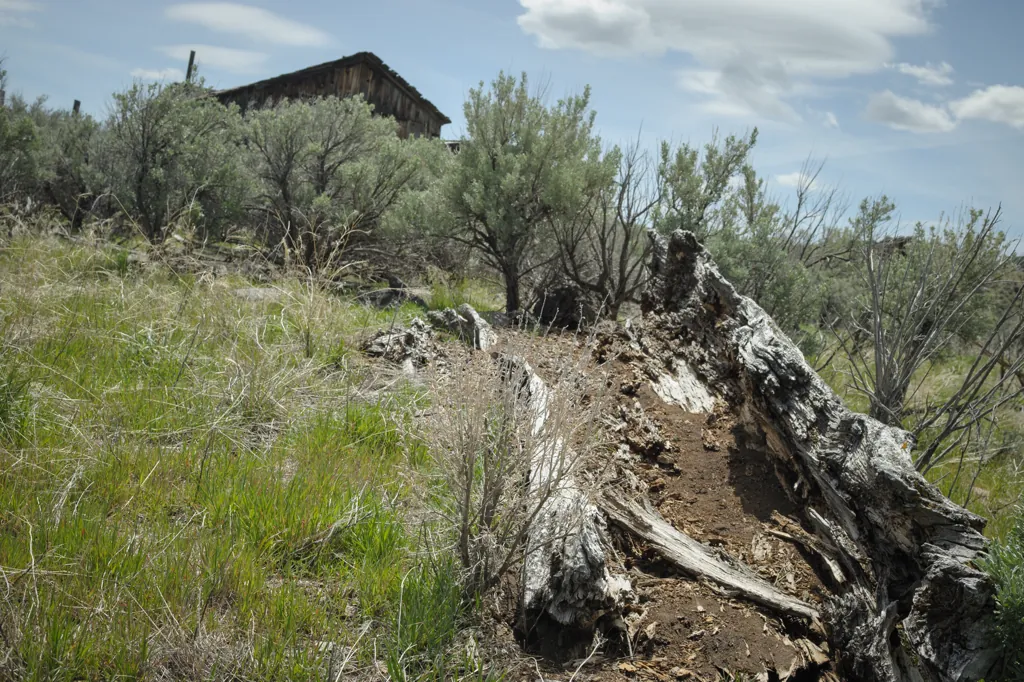 Old trees