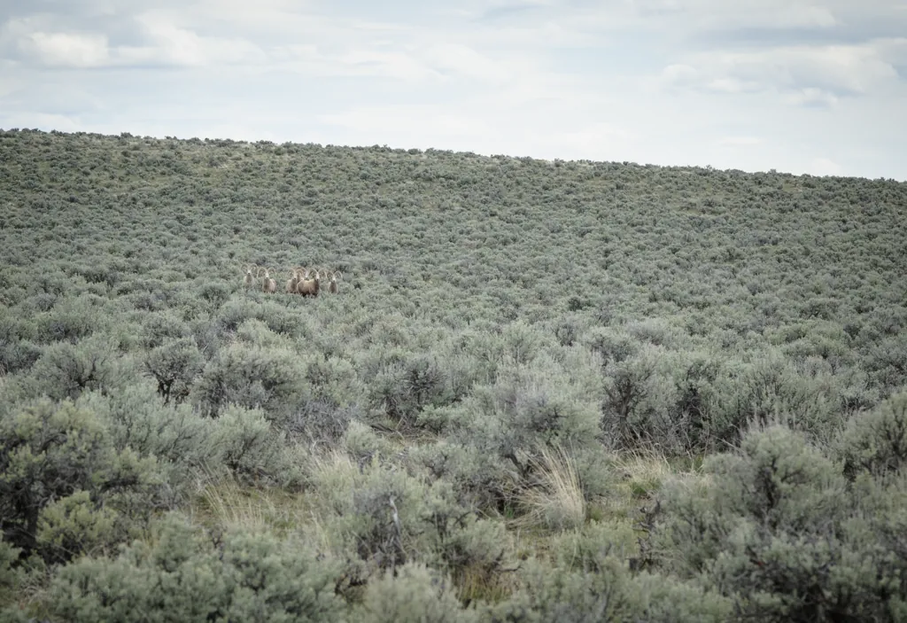 Bighorn