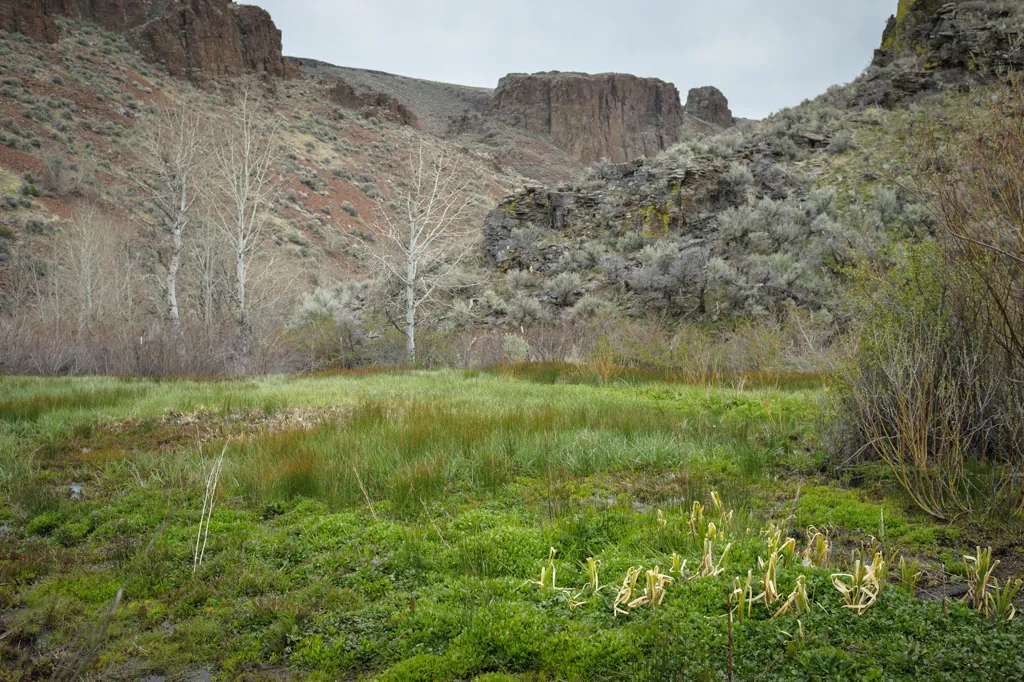 Hicks Spring