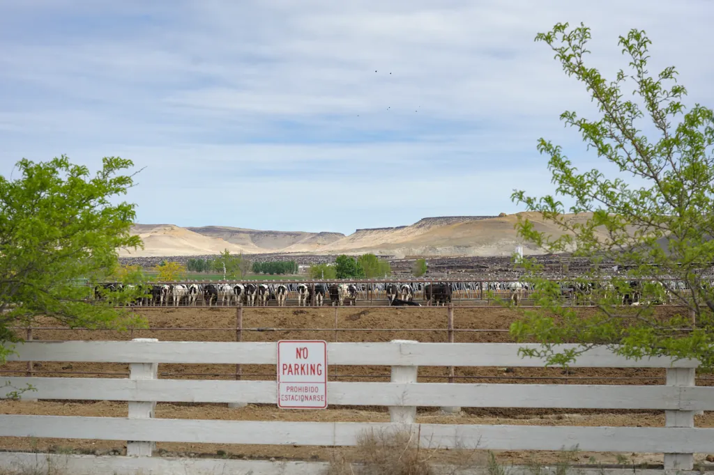 All beef paddocks
