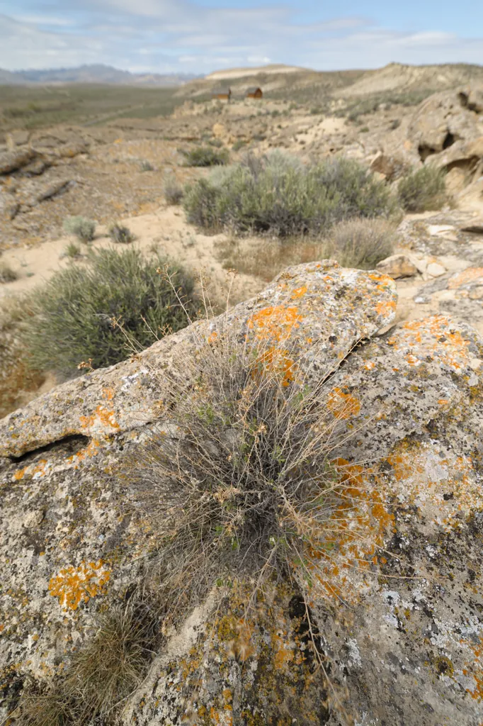 Tenacious plants
