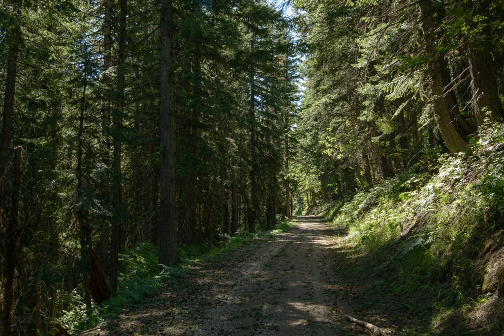 Road 301 after a wind storm
