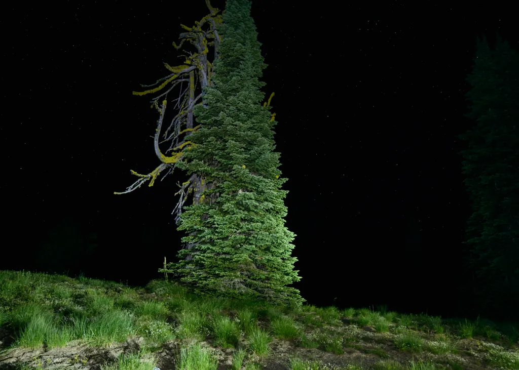 Scary tree