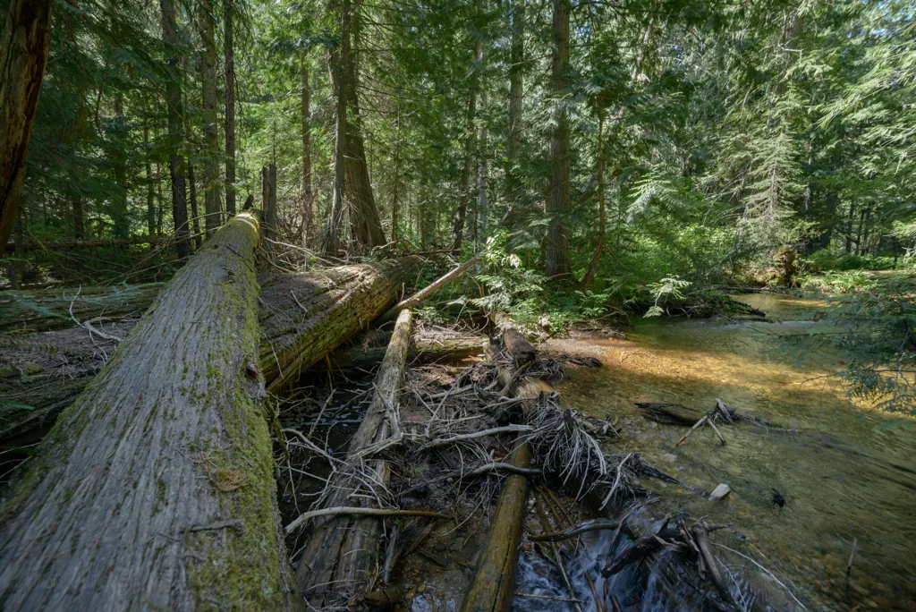 Cedars below Diamond Lake