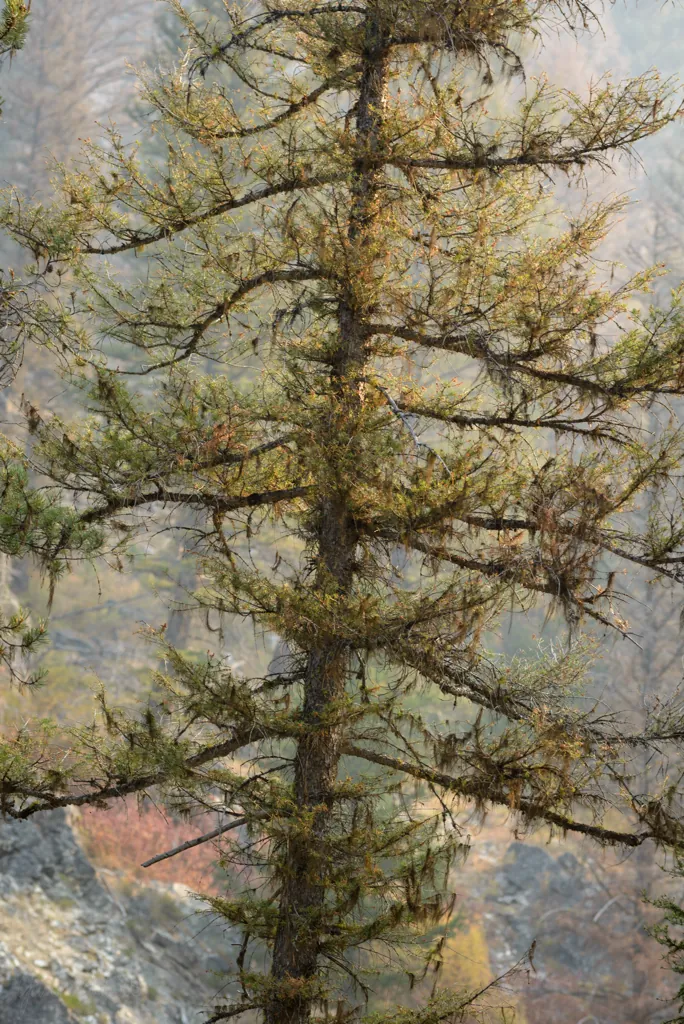 Scruffy tree