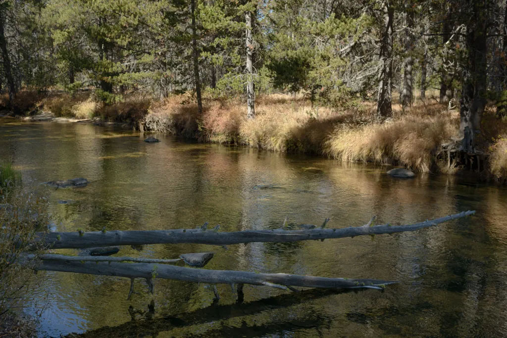 Dappled shade on Bear Valley Creek