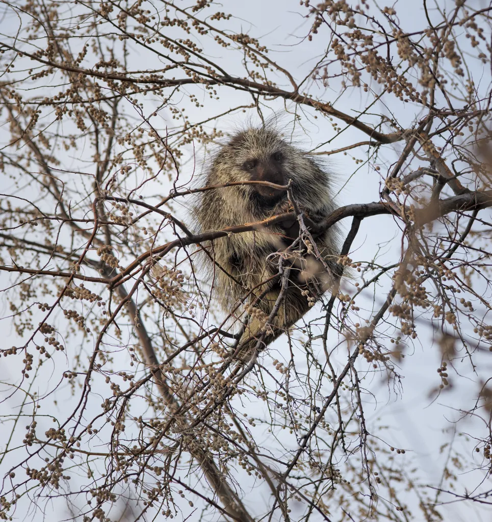 Dune monkey