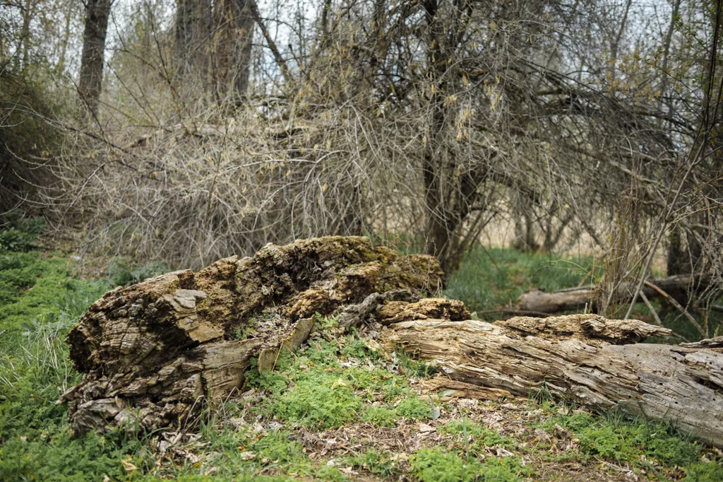 Secret deer tunnel